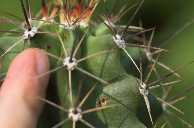 Echinocereus mit Schildlusen? - Kakteenforum Lithopsforum und  Sukkulentenforum von Thomas Schmid