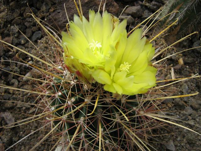 Bild