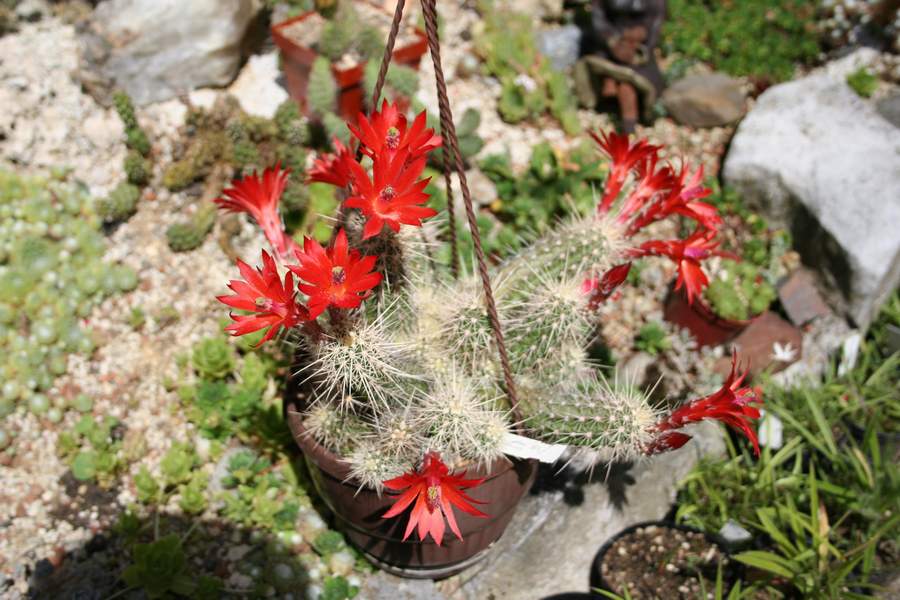 Echinocereus klapperi - Kakteenforum Lithopsforum und Sukkulentenforum von  Thomas Schmid
