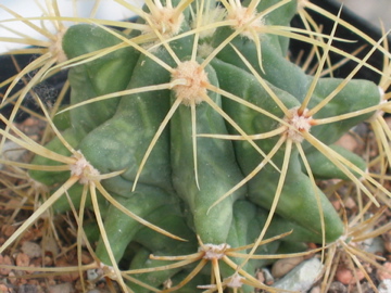 gymnocalycium borthii Gymnocalycium borthii – Cyprus Cactus main image 0