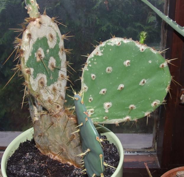 euphorbia lactea kaktus Grafted Euphorbia Lactea Var. Crest (Mermaid Cactus) – Kesslers Cacti main image 0