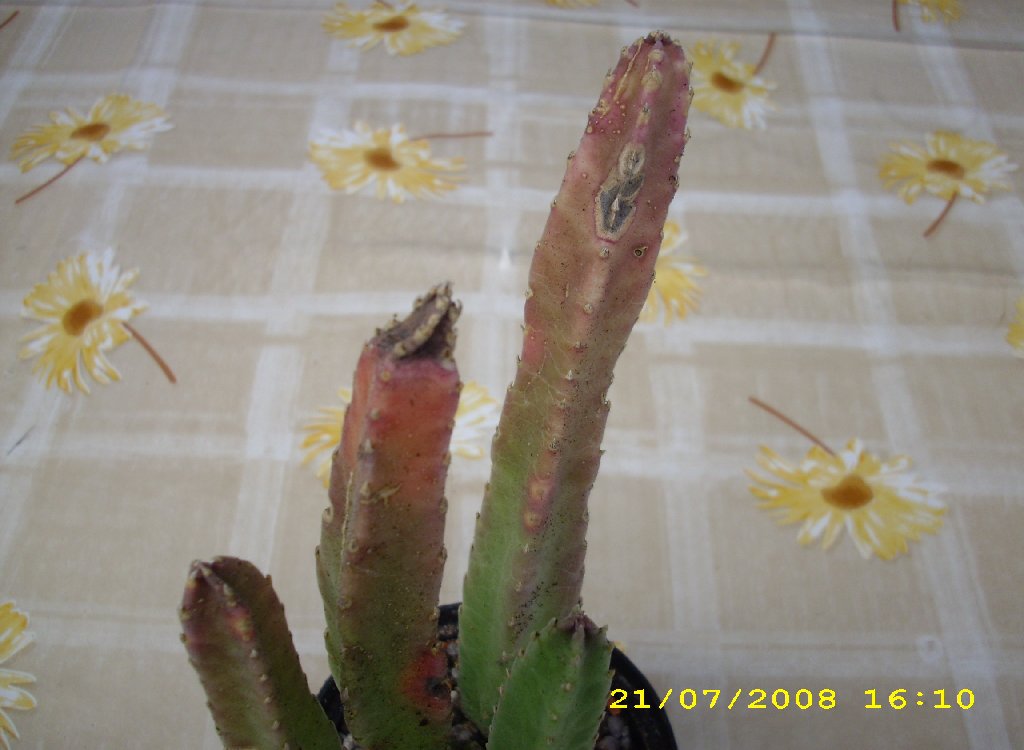 Stapelia ist Krank - Kakteenforum Lithopsforum und Sukkulentenforum von  Thomas Schmid
