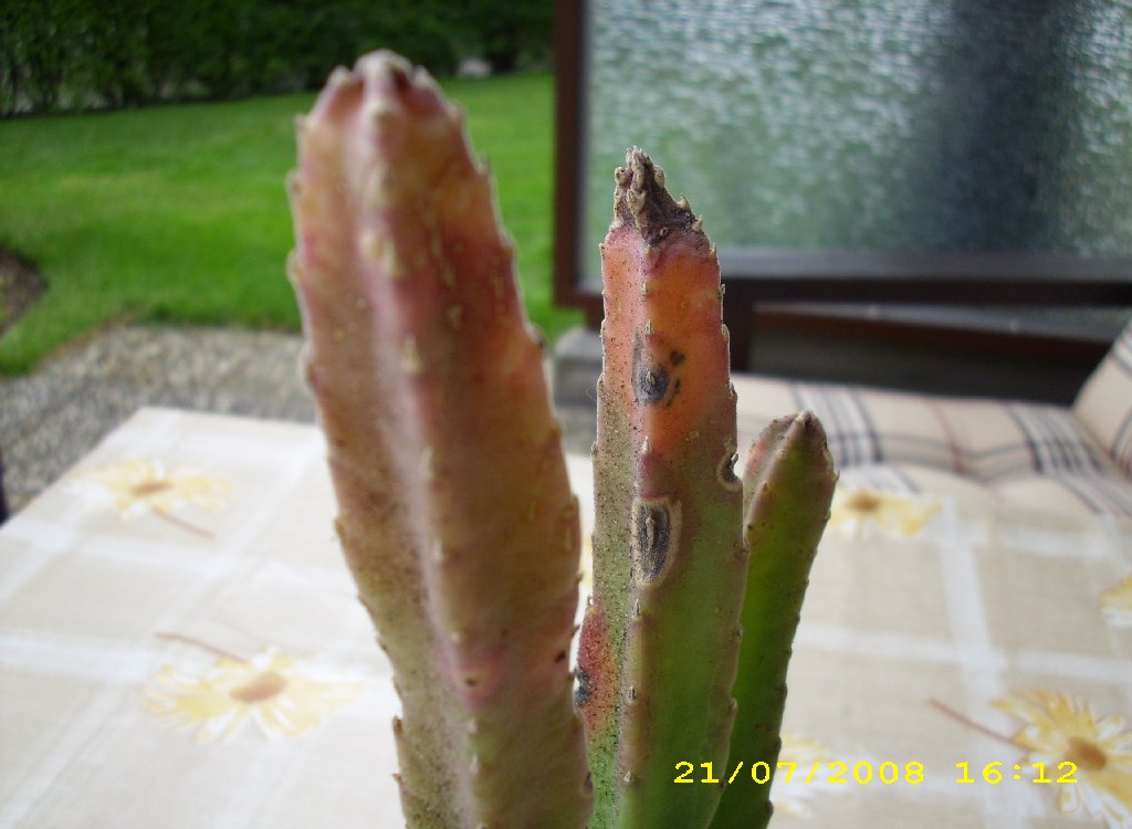 Stapelia ist Krank - Kakteenforum Lithopsforum und Sukkulentenforum von  Thomas Schmid
