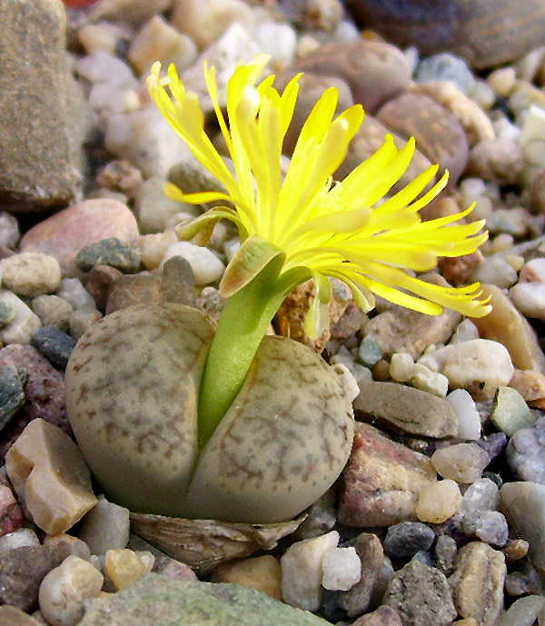 Lithops Saison 2008 Kakteenforum Lithopsforum und Sukkulentenforum