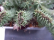 Huernia macrocarpa Cristat