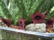 Huernia macrocarpa