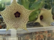 Huernia halli