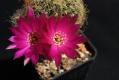 Sulcorebutia tarabucoensis ssp. patricia