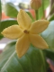 Brighamia insignis