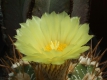 Astrophytum ornatum