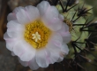 Tephrocactus alexanderi