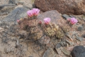 Tephrocactus alexanderi