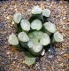 Haworthia truncata var. maughanii