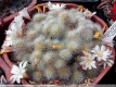 Rebutia albiflora