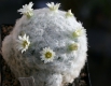 Mammillaria Plumosa weiß