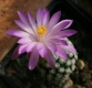 Mammillaria Theresae