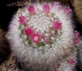 Mammillaria bocasana