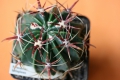 Ferocactus latispinus