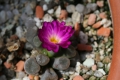 Frithia