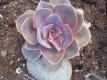 Echeveria Hybride Perle von Nuernberg