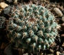 Mammillaria chionocephala