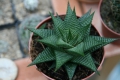 Haworthia limifolia