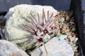 Pseudolithos cubiformis 2 m