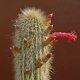 Cleistocactus jujuyensis