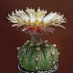 Astrophytum asterias hybride