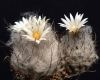 Turbinicarpus dickisoniae