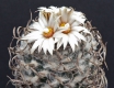 Turbinicarpus schwarzii