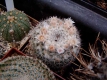 Mammillaria spec