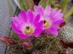 Echinocereus vireckii ?