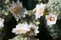 Mammillaria gieselae