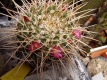 Mammillaria magnimamma fam.