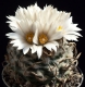 Turbinicarpus schwarzii