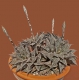 Haworthia magnifica var. major