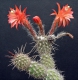 Loxanthocereus sextonianus