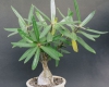 Pachypodium succulentum(2)