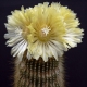 Notocactus leninghausii