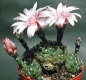 Gymnocalycium calochlorum B3