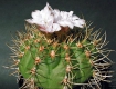 Gymnocalycium eurypleurum