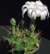 Gymnocalycium joossensianum