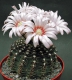 Gymnocalycium schroederianum