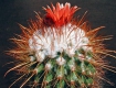 Parodia aureicentra var. omniaurea