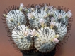 Mammillaria perezdelarosae