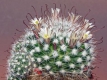 Mammillaria orestera