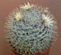 Mammillaria duwei