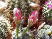 Gymnocalycium baldianum