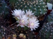 Gymnocalycium mihanovichii